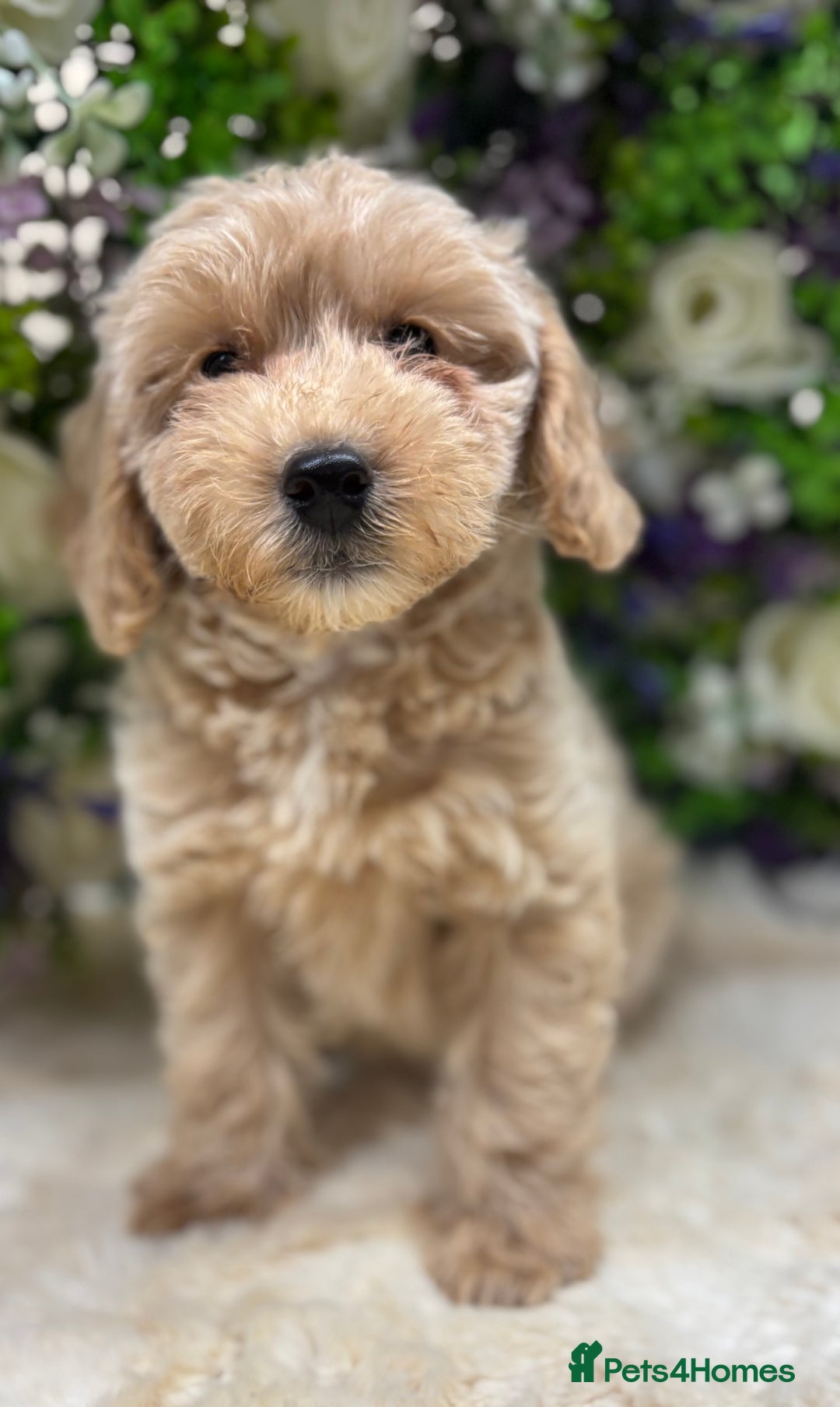 Cockapoo dogs for sale: Beautiful Cockapoo pups looking for forever homes in Treharris - Image 38