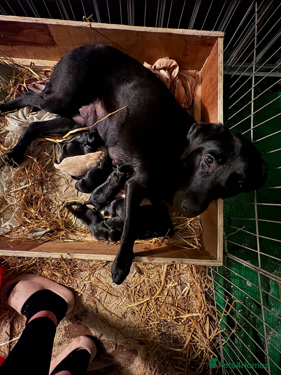 Mixed Breed dogs for sale: LABRADOR PUPS - Advert 8