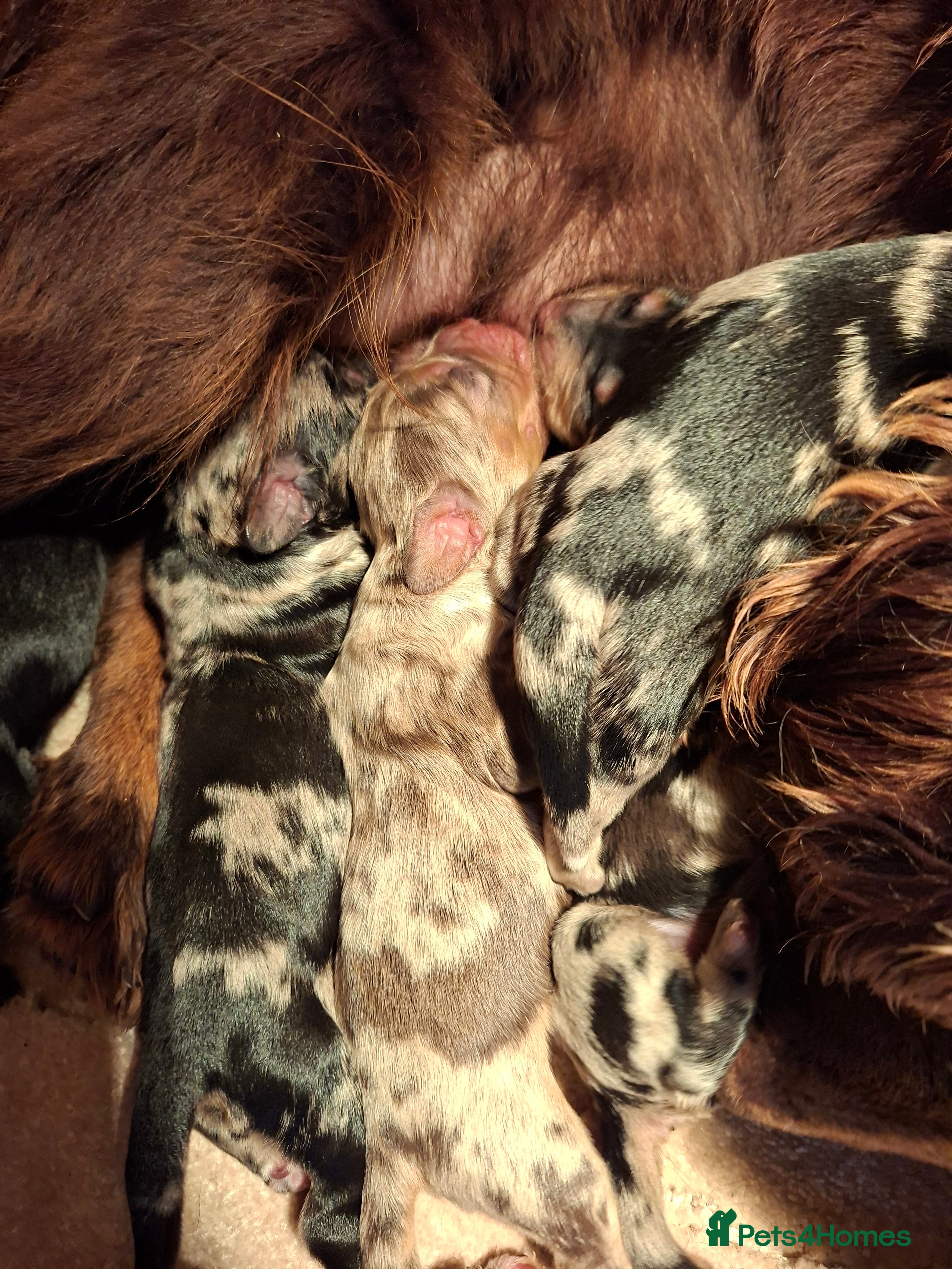 Cocker Spaniel dogs Cocker spaniel pups - Advert 1