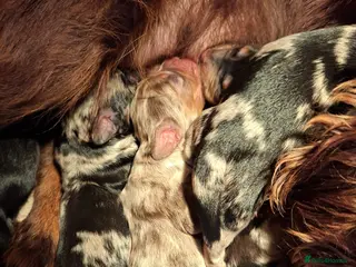 Cocker Spaniel dogs Cocker spaniel pups - Advert 3