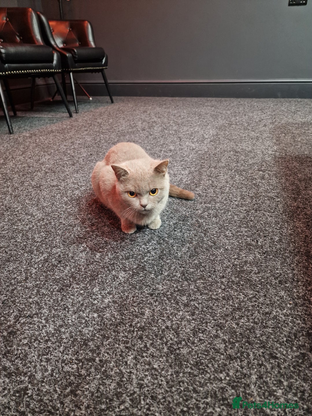 British Shorthair cats for sale: British short hair blue/hint of brown - Advert 2