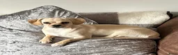 Mixed Breed dogs for sale: Extremely Reluctant Sale, Gorgeous Loving Pup - Advert 3