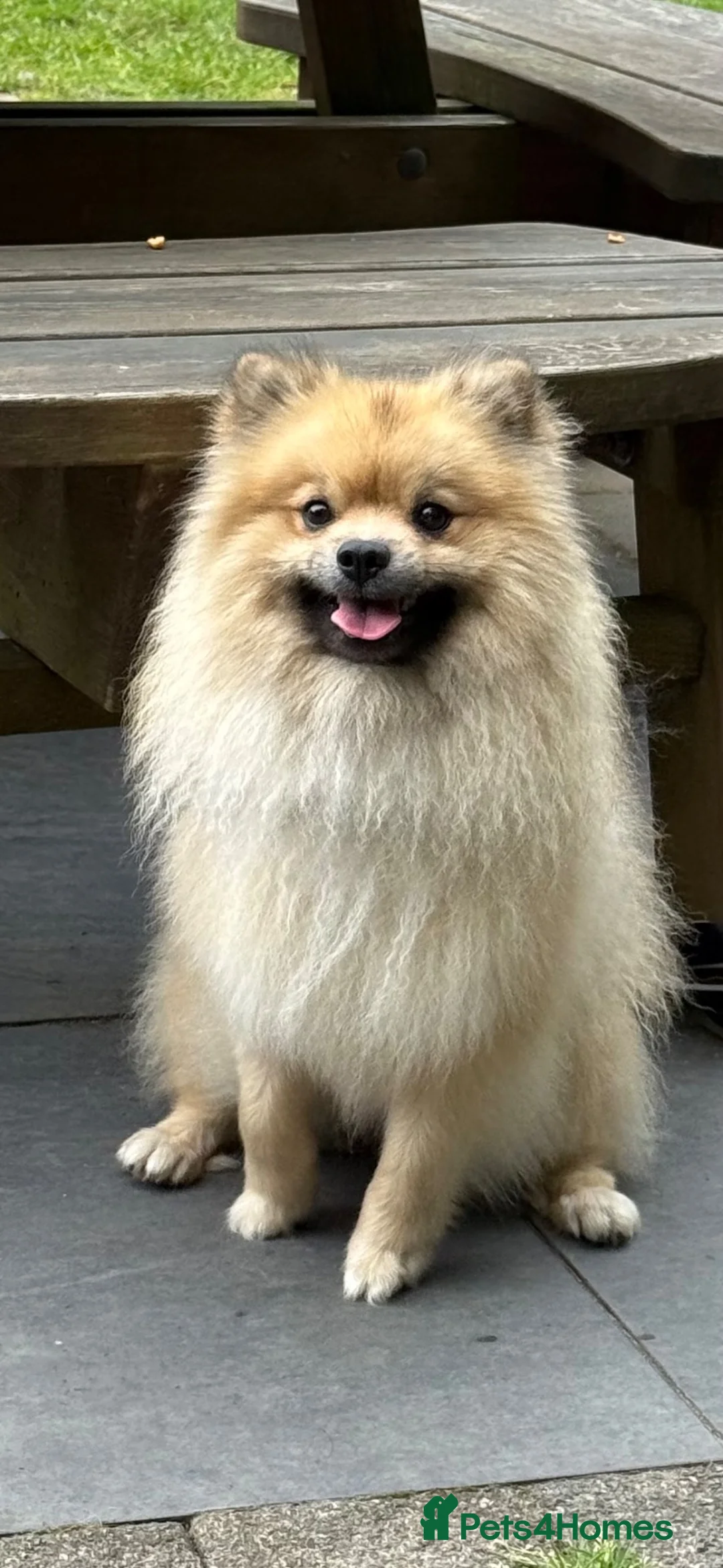 Pomeranian dogs for sale: Gorgeous loving boy - Advert 2