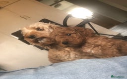 Cockapoo dogs for sale: Stunning cockapoo boys for sale  - Image 7