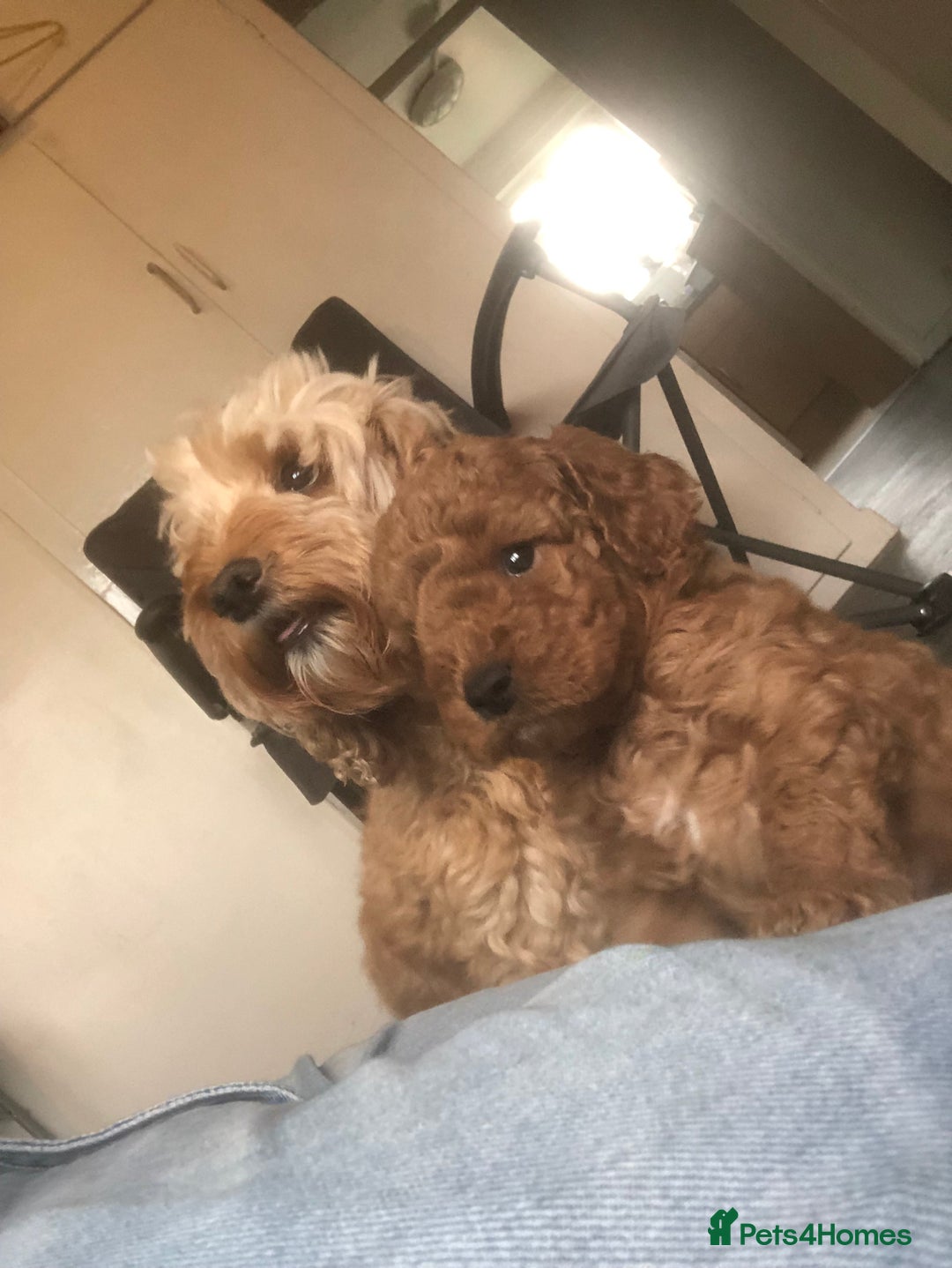 Cockapoo dogs for sale: Stunning cockapoo boys for sale  - Image 7
