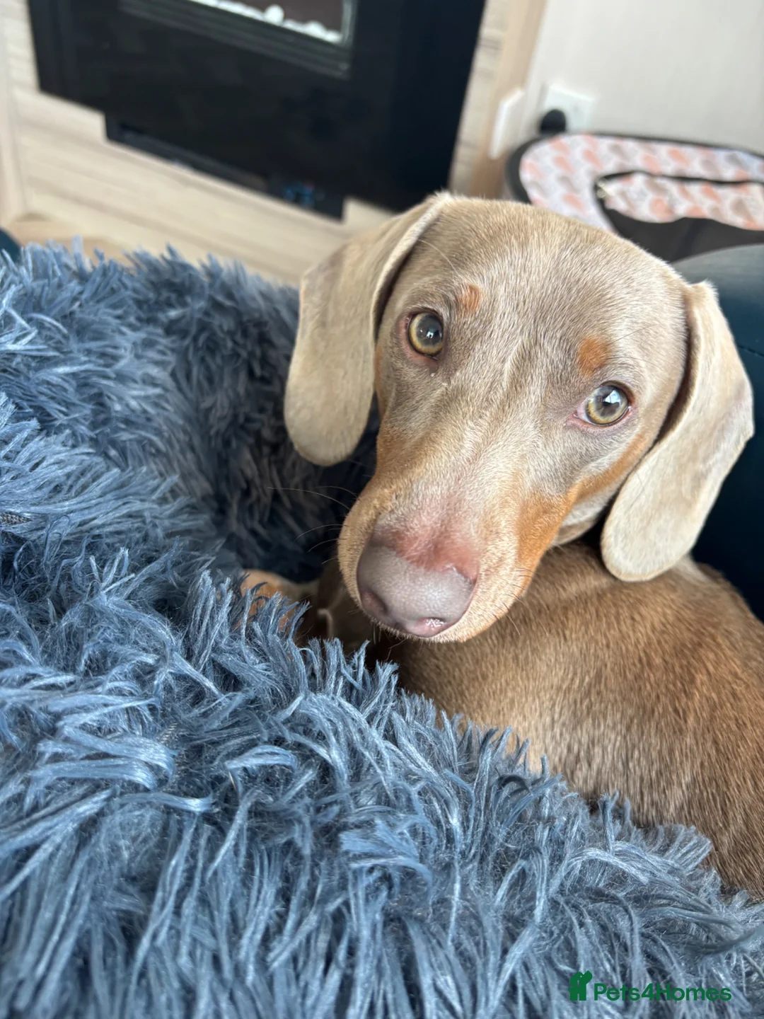 Miniature Dachshund dogs for stud: Beautiful Blue 💙 Miniature Dachshund Stud  in Gateshead - Advert 1