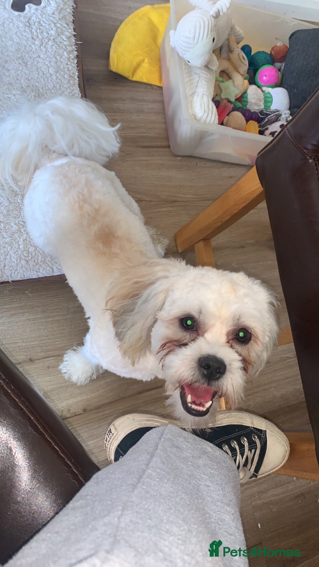 Mixed Breed dogs for sale: Loving Home wanted for Teddy🐾💙 - Advert 3