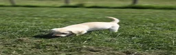 Labrador Retriever dogs for sale: Gorgeous mixed litter of golden Labrador puppies  - Advert 5