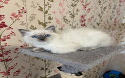 Ragdoll cats for sale: RAGDOLL BLUEPOINT/BICOLOR FOR SALE!!! - Image 11