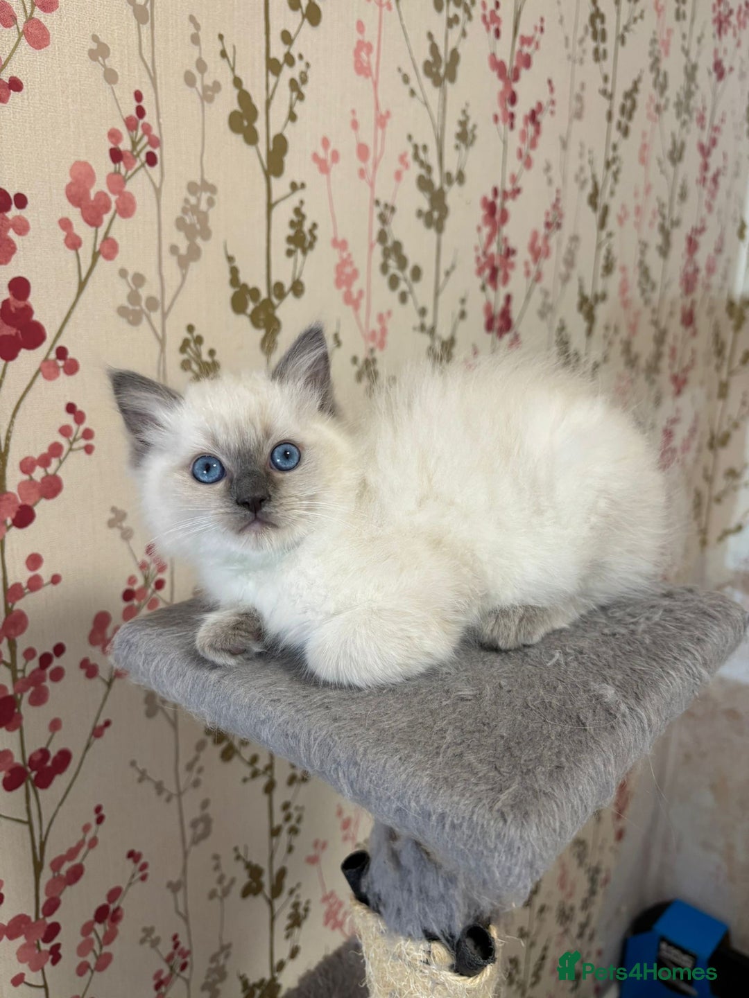 Ragdoll cats for sale: RAGDOLL BLUEPOINT/BICOLOR FOR SALE!!! - Image 11