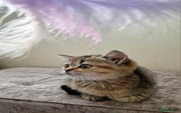 British Shorthair cats for sale:  Super friendly /lap Bsh kittens 2left😍 - Image 5