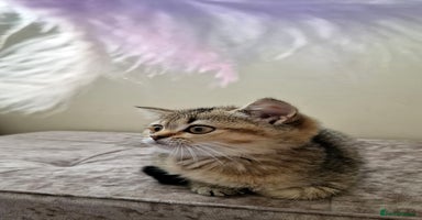 British Shorthair cats - Advert 5