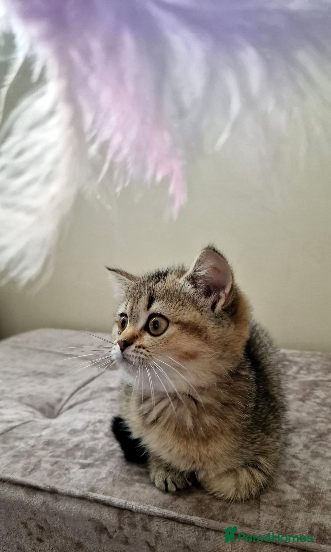 British Shorthair cats for sale:  Super friendly /lap Bsh kittens 2left😍 - Image 5