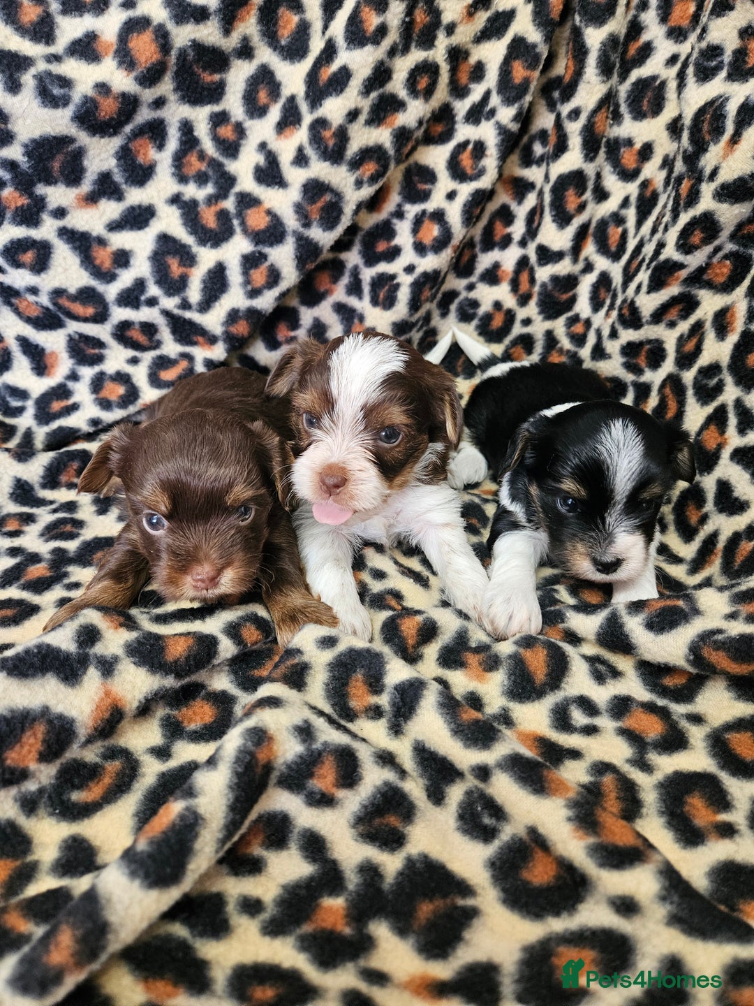 Yorkshire Terrier dogs for sale: 🤎 DNA tested parents 🤎 Yorkie puppies  - Advert 1