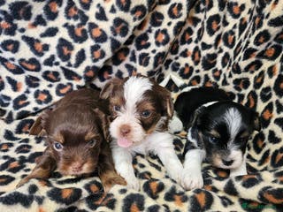 Yorkshire Terrier dogs 🤎 DNA tested parents 🤎 Yorkie puppies - Advert 2