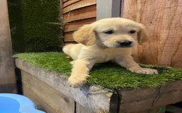Golden Retriever dogs for sale: KC REGISTERED ®️ GOLDEN RETRIEVER PUPPIES 🐶 ❤️ - Image 5
