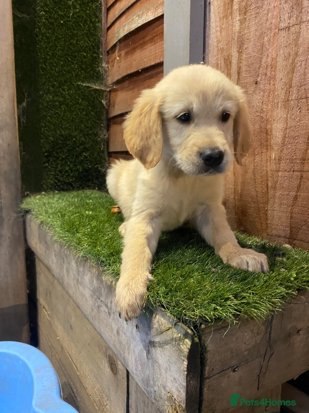 Golden Retriever dogs for sale: KC REGISTERED ®️ GOLDEN RETRIEVER PUPPIES 🐶 ❤️ - Image 5