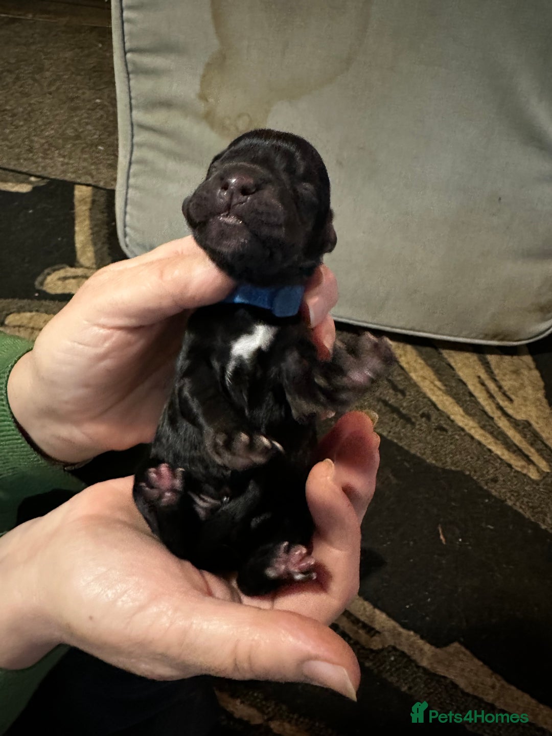 Cocker Spaniel dogs for sale: 🐾 Adorable Cocker Spaniel Puppies - Ready Soon!🐾 - Advert 4