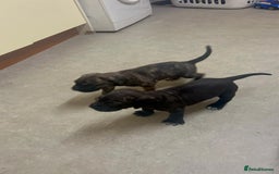 Cane Corso dogs for sale: Cane corso puppys - Image 3