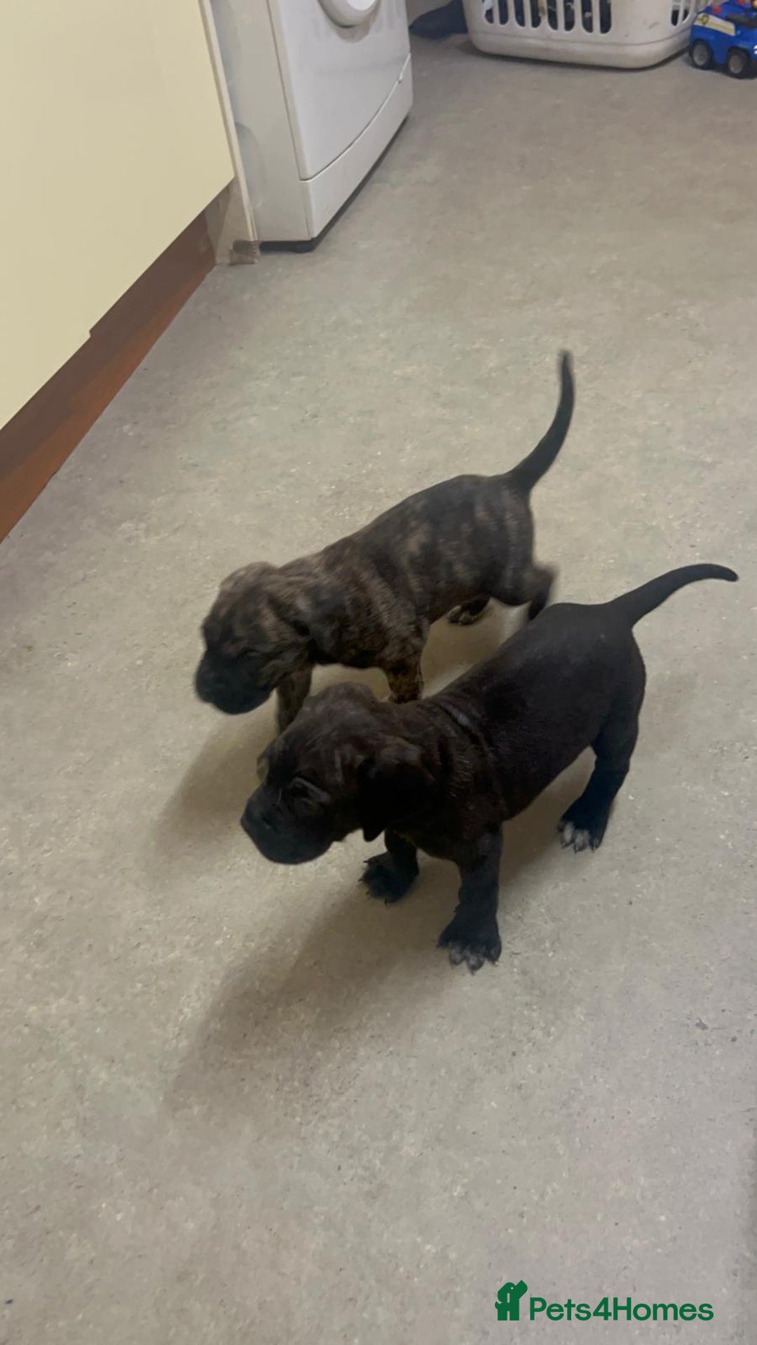 Cane Corso dogs for sale: Cane corso puppys - Image 3