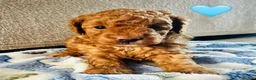 Toy Poodle dogs for sale: Pure Bred Red Toy Poodles (KC generation)  - Advert 12
