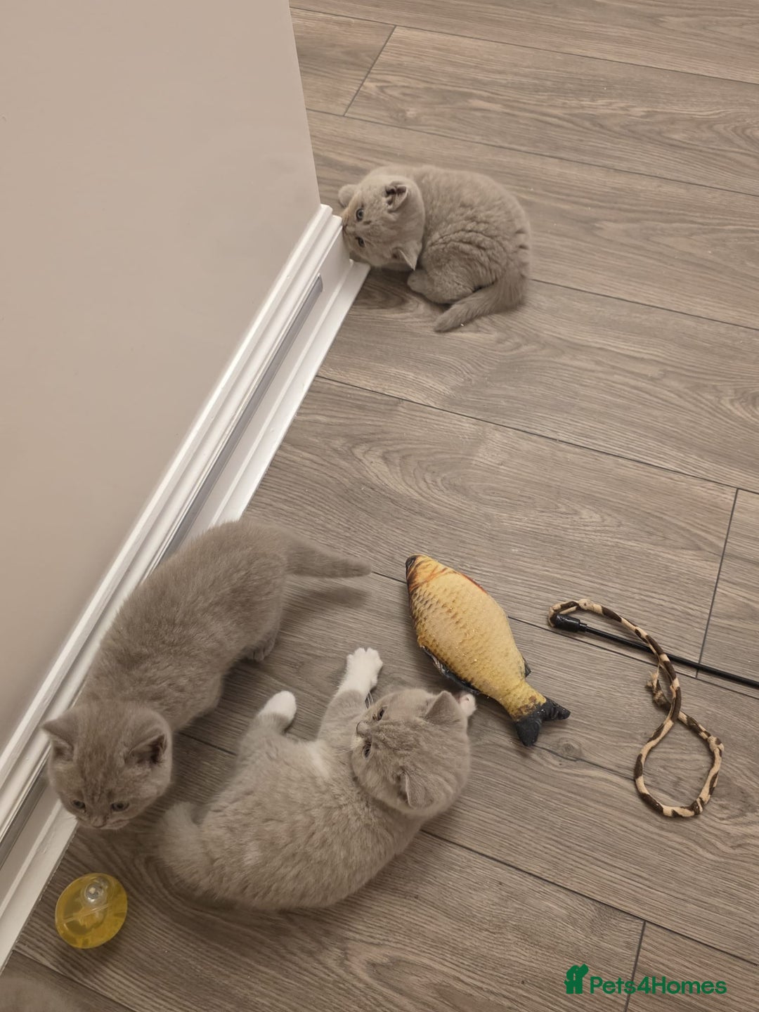 British Shorthair cats for sale: British shorthair - Advert 14
