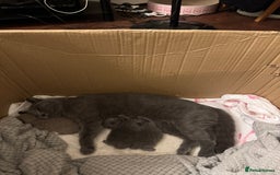 British Shorthair cats for sale: Beautiful British short hair kitten  - Image 13