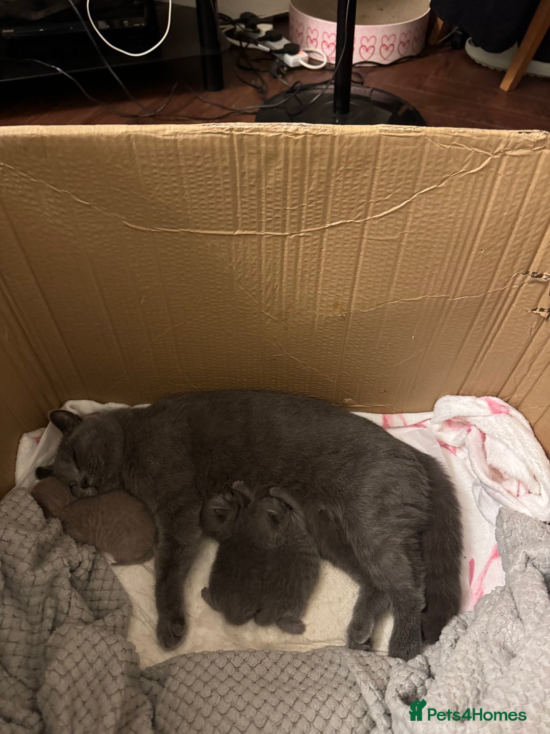 British Shorthair cats for sale: Beautiful British short hair kitten  - Image 13