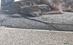 Mixed Breed dogs for sale: Wf17 7JH  - Image 7
