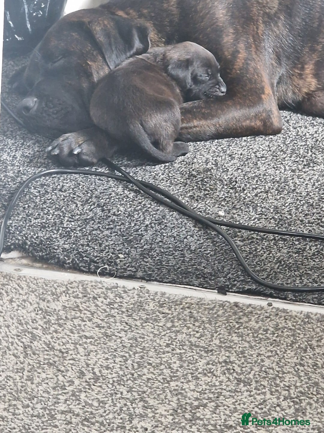 Mixed Breed dogs for sale: Wf17 7JH  - Image 7