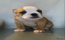 English Bulldog dogs for sale: KC registered English Bulldog Puppies  - Image 8