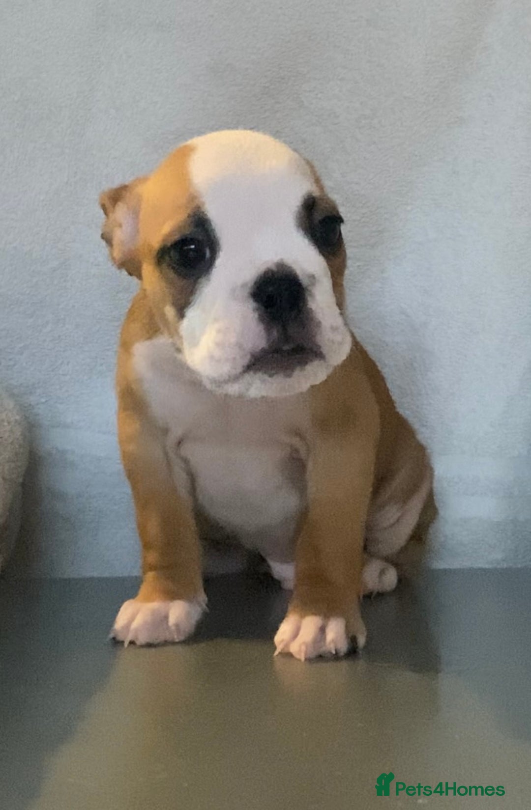 English Bulldog dogs for sale: KC registered English Bulldog Puppies  - Image 8