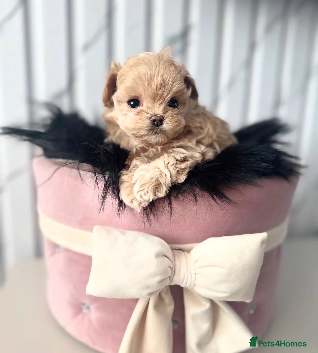 Maltipoo dogs for sale: The ONE AND ONLY 🧸 - Advert 8