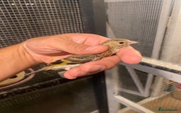 Canaries birds for sale: Canary  - Image 6