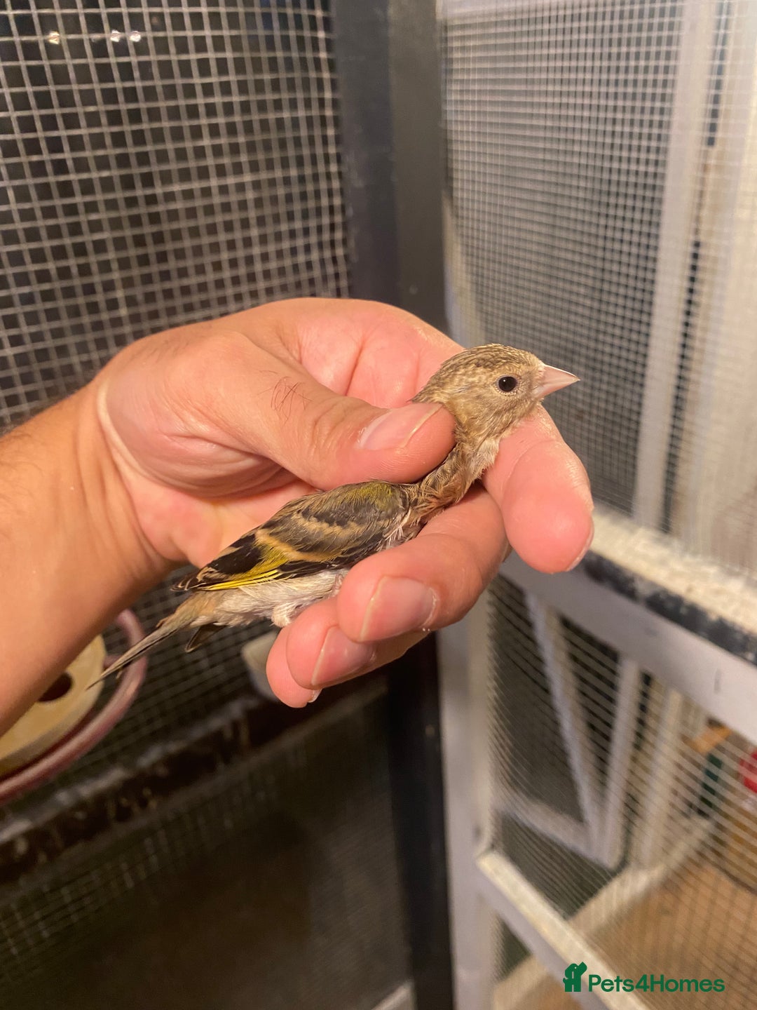 Canaries birds for sale: Canary  - Image 6