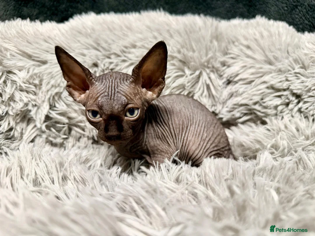 Sphynx cats for sale: TICA Reg Sphynx Kittens, Extensive Genetic Testing - Advert 16