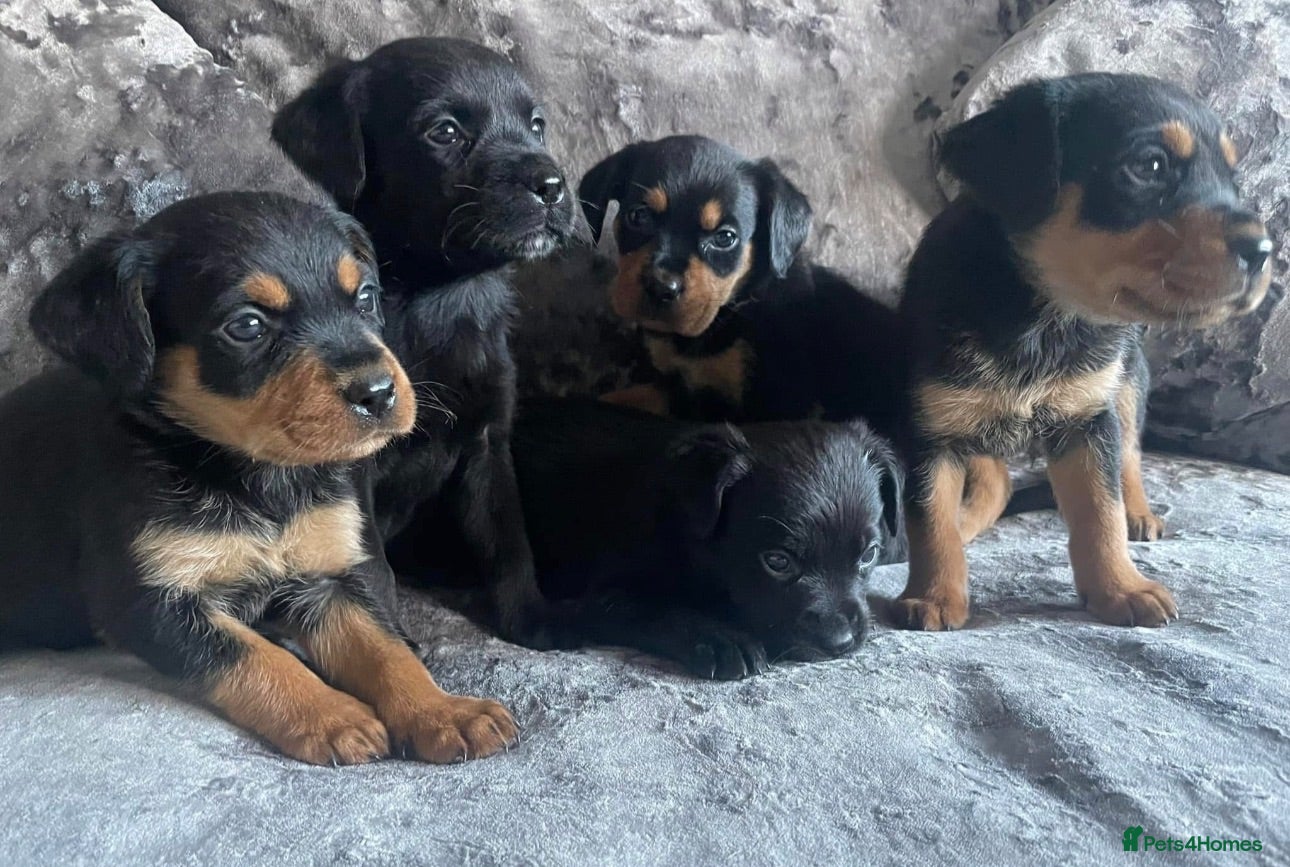 Mixed Breed dogs Rottweiler 👑x Labrador rottador kc parents  👑 - Advert 1