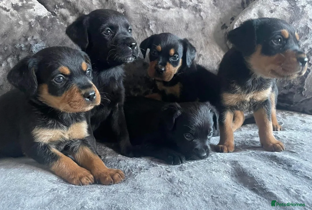 Mixed Breed dogs for sale:   👑 Labrotties 👑 rottweiler x Labrador 👑 - Advert 1