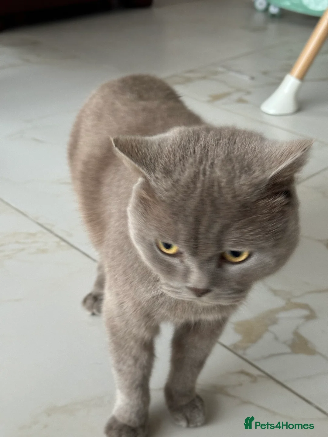 British Shorthair cats for sale: 3 year old british short hair, male - Advert 2