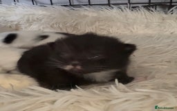 Persian cats for sale: Persian x kittens - Image 17