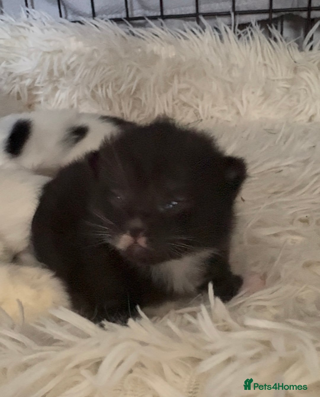 Persian cats for sale: Persian x kittens - Image 17