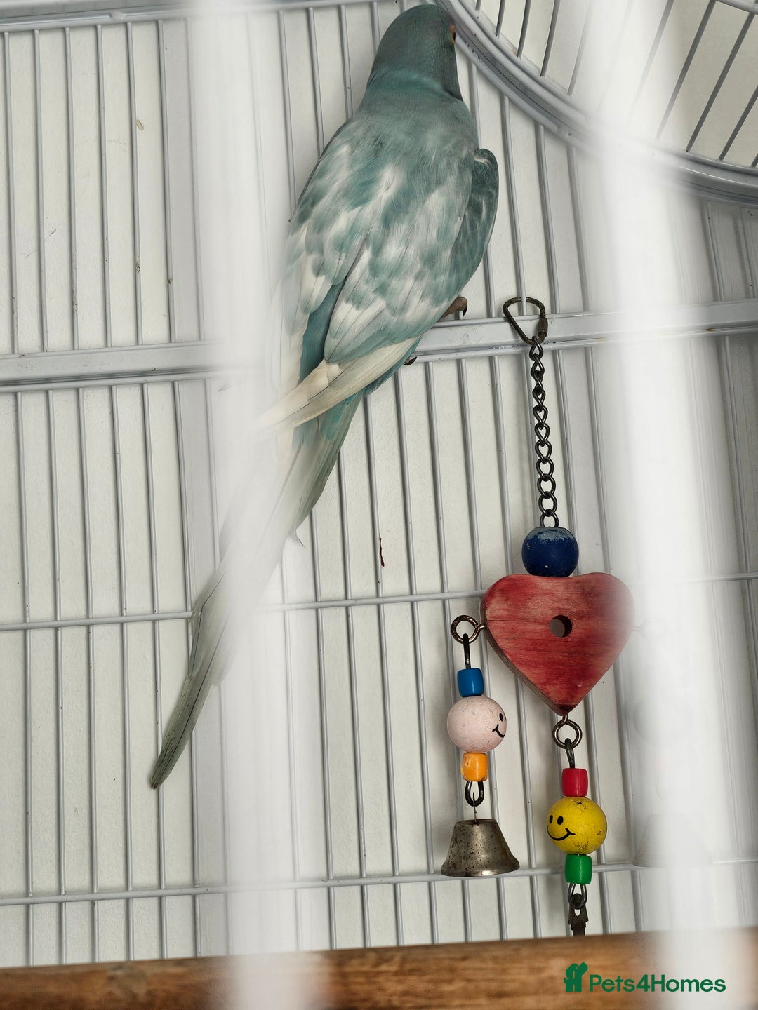 Ringnecks birds for sale: Male indian ringneck - Advert 3