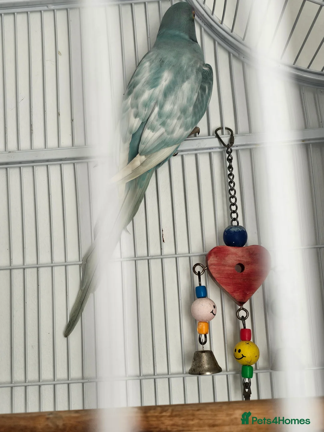 Ringnecks birds for sale: Male indian ringneck - Advert 3