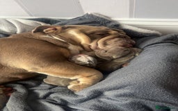 English Bulldog dogs for sale: English Bulldog pups - Advert 8