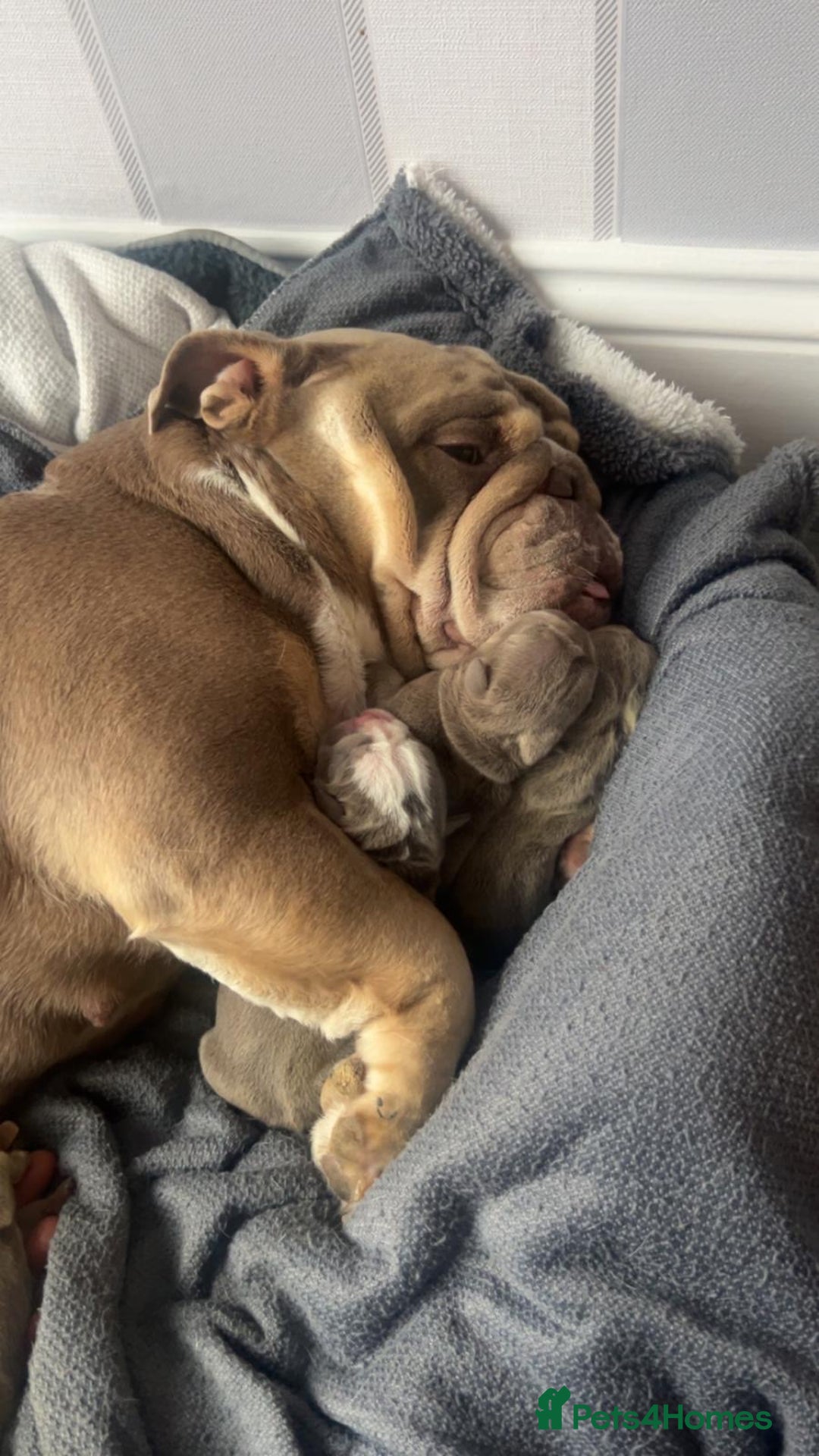 English Bulldog dogs for sale: English Bulldog pups - Advert 8