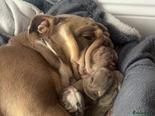 English Bulldog dogs English Bulldog pups - Advert 12