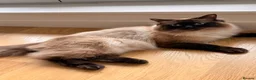Ragdoll cats for sale: 2 Year Old Ragdoll - Advert 2