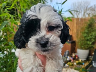 Shihpoo dogs Baby Shihpoos - Advert 11