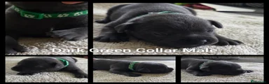 Dark Green Collar Male