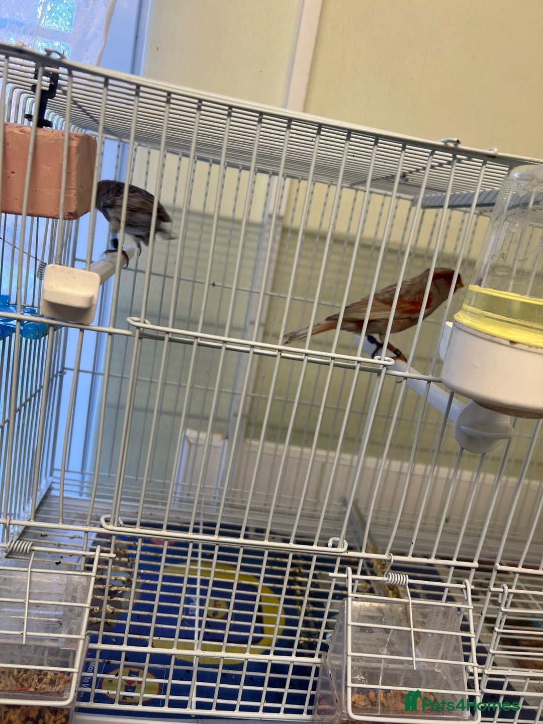 Canaries birds for sale: Varied Canaries for sale (Mostly Red Factors) - Advert 6